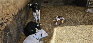 Jungkalber auf unserem Hof