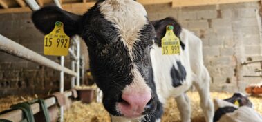 Jungkalb auf unserem Hof