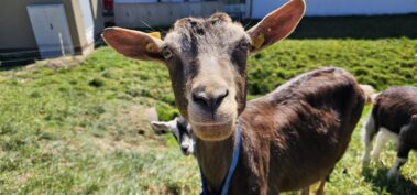 Kleine Ziegen haben auf unserem Hof Einzug gehalten