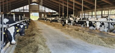 Milchviehhalle unseres Hofes