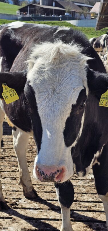 Milchvieh des Hof Keil im Odenwald. Mit Herz und Leidenschaft in der Landwirtschaft