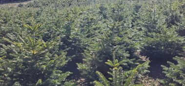 Tannenschonungen Hof Keil im Odenwald. Wir haben den passenden Weihnachstbaum und ideales Schnittgrün für die Weihnachtszeit.