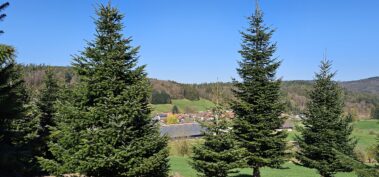 Tannenschonungen Hof Keil im Odenwald. Wir haben den passenden Weihnachstbaum und ideales Schnittgrün für die Weihnachtszeit.