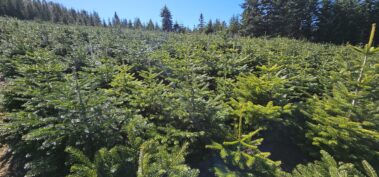 Tannenschonungen Hof Keil im Odenwald. Wir haben den passenden Weihnachstbaum und ideales Schnittgrün für die Weihnachtszeit.