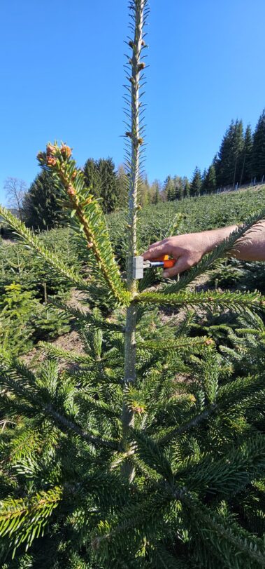 Tannenschonung des Hof Keil in Kocherbach. Weihnachtsbäume und Schnittgrün deutschlandweit versendet. Bis zu 14m Tannen für das Weihnachtsfest.