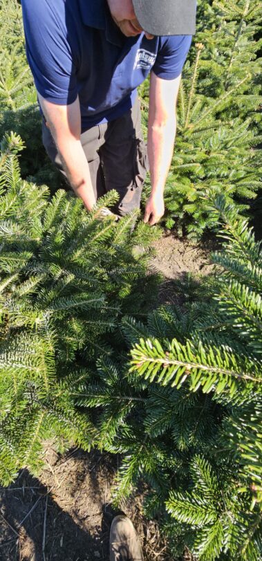 Tannenschonung des Hof Keil in Kocherbach. Weihnachtsbäume und Schnittgrün deutschlandweit versendet. Bis zu 14m Tannen für das Weihnachtsfest.