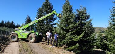 Tannenschonung des Hof Keil in Kocherbach. Weihnachtsbäume und Schnittgrün deutschlandweit versendet. Bis zu 14m Tannen für das Weihnachtsfest.