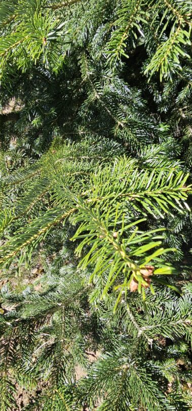 Tannenschonung des Hof Keil in Kocherbach. Weihnachtsbäume und Schnittgrün deutschlandweit versendet. Bis zu 14m Tannen für das Weihnachtsfest.