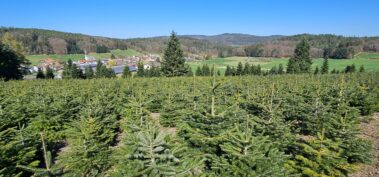 Tannenschonung des Hof Keil in Kocherbach. Weihnachtsbäume und Schnittgrün deutschlandweit versendet. Bis zu 14m Tannen für das Weihnachtsfest.