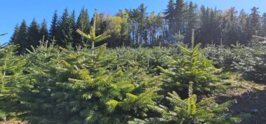 Tannenschonung des Hof Keil in Kocherbach. Weihnachtsbäume und Schnittgrün deutschlandweit versendet. Bis zu 14m Tannen für das Weihnachtsfest.