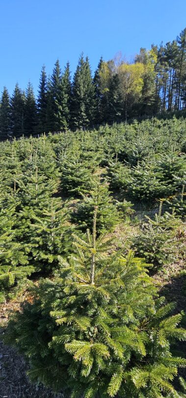 Tannenschonung des Hof Keil in Kocherbach. Weihnachtsbäume und Schnittgrün deutschlandweit versendet. Bis zu 14m Tannen für das Weihnachtsfest.