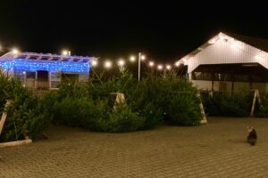 Hofverkauf in Kocherbach Odenwald von Weihnachtsbäumen für den privaten Gebrauch